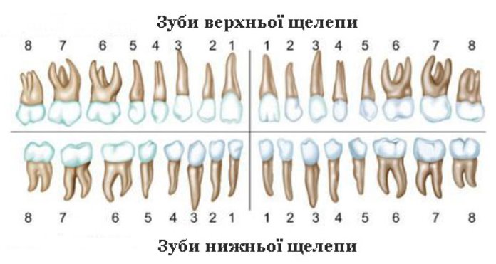 Нумерація зубів у стоматології – Про зуби